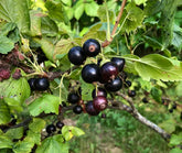 Blackcurrant Supplement Side Effects: NZ Safety Notes Before You Buy