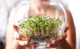 Broccoli Sprouts in Perimenopause: What Does the Evidence Actually Support?