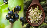 Can You Take Blackcurrant Extract and Broccoli Sprout Capsules Together?