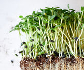 Why Three-Day-Old Broccoli Sprouts Matter: The Harvest Window Behind Sulforaphane