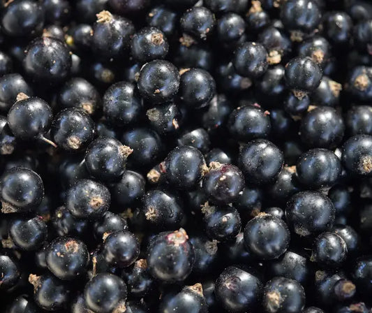 Anthocyanin-rich foods including blackcurrants, blueberries, cherries, red cabbage, and purple sweet potato arranged on a board.