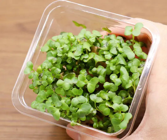 Broccoli sprouts and other cruciferous vegetables on a kitchen bench with chopped broccoli resting on a cutting board
