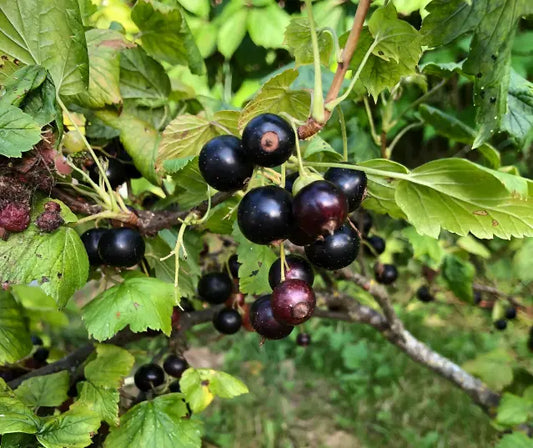 Fresh blackcurrants beside Kiwi Superfoods style supplement capsules for a NZ guide to blackcurrant supplement side effects