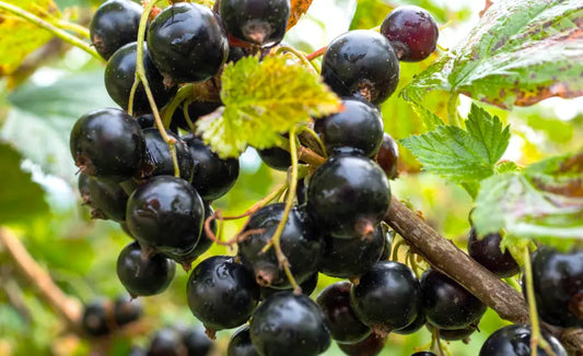 NZ blackcurrants with active-lifestyle gear illustrating blackcurrant extract fat oxidation research