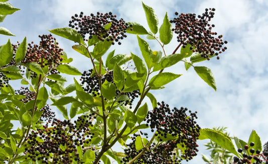 Ripe NZ-grown blackcurrants with glossy dark-purple skins and fresh green leaves in natural winter light.