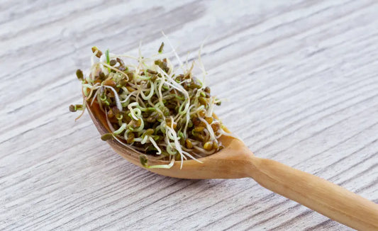 Broccoli sprouts, broccoli seeds and green supplement capsules showing sprout powder versus seed extract origins