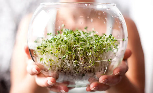 Fresh broccoli sprouts and capsules for an evidence-based look at broccoli sprouts in perimenopause