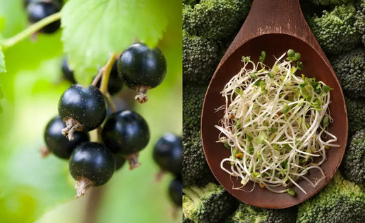 Fresh NZ-grown blackcurrants beside young green broccoli sprouts on a natural stone surface.