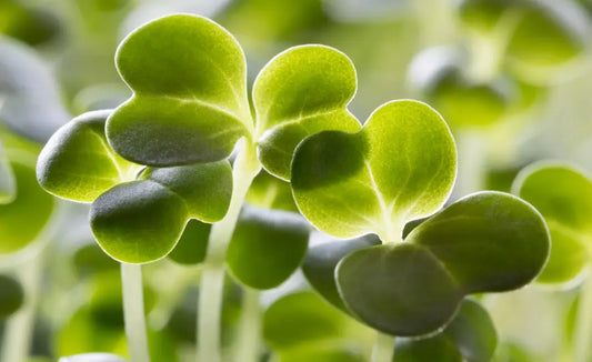 Fresh broccoli sprouts progressing to air-dried broccoli sprout material and capsules, illustrating careful myrosinase-preserving processing.