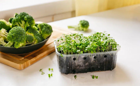 Fresh NZ-grown broccoli sprouts beside vegan-friendly broccoli sprout capsules and a supplement bottle
