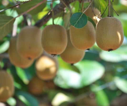 Green and gold NZ kiwifruit ingredients beside capsules with a subtle label-check motif
