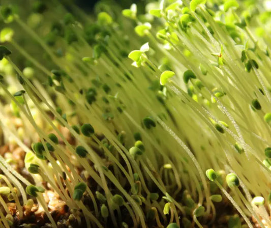 Broccoli sprout precursor with plant myrosinase and gut microbiome conversion pathways