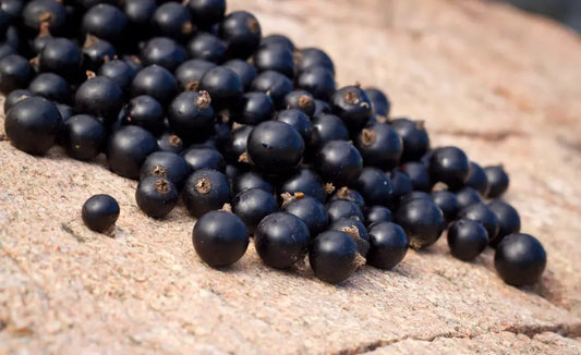 Ripe New Zealand blackcurrants with cut berries showing dark purple anthocyanin-rich skin
