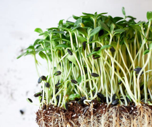 Three-day-old broccoli sprouts at early growth stages beside broccoli sprout powder capsules