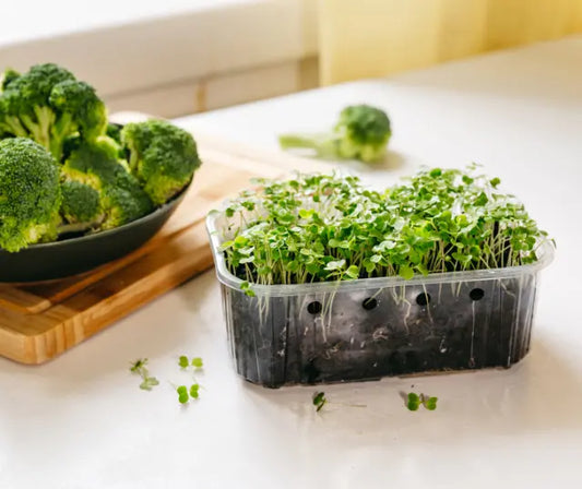 Broccoli sprouts and broccoli sprout powder on a kitchen bench in New Zealand.