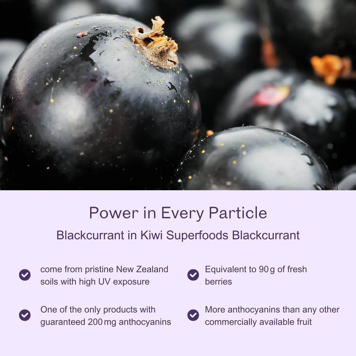 Blackcurrant Skin Extract