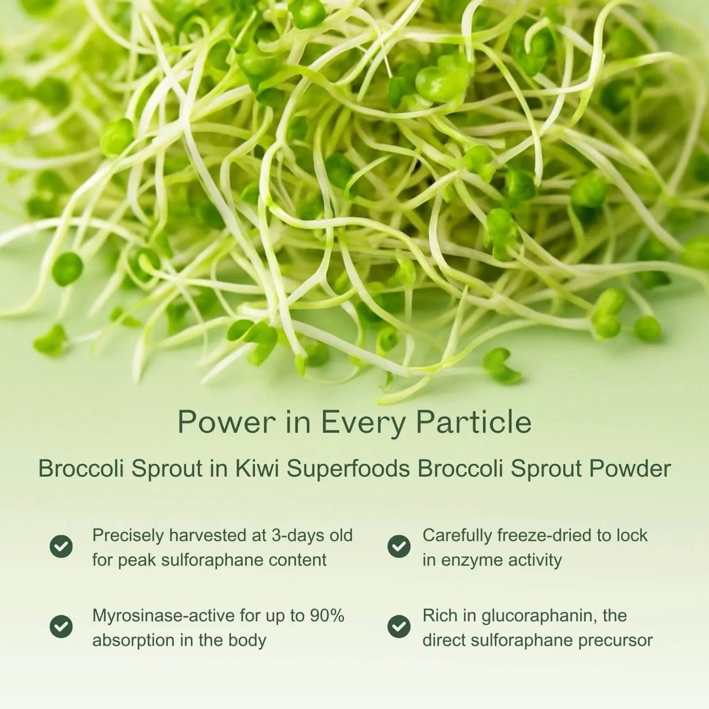 Broccoli Sprout Powder